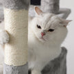 Cat Tree – Wood and Fabric – Light Grey – XXL Design 168 cm